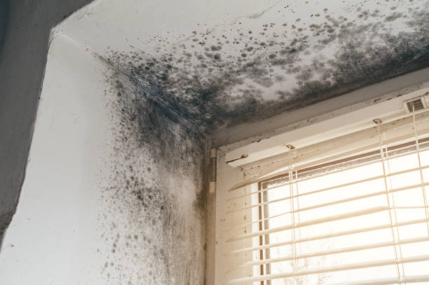 Affordable Bathroom Mold Removal solutions in Laingsburg, MI
